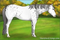 Horse Color:White Spotted Black Ice Sabino Appaloosa 