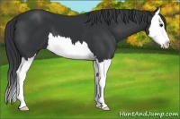 Horse Color:Black Sabino Splash 