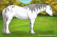 Horse Color:Black Ice Splash Appaloosa Rabicano