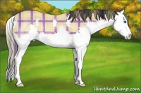 Horse Color:Plaid Buckskin Sabino Splash