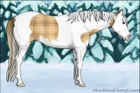 Horse Color:Plaid Buckskin Sabino Splash Tobiano