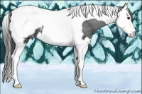 Horse Color:Black Sabino Splash Tobiano Appaloosa 