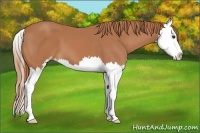Horse Color:Chestnut Sabino Splash