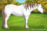 Horse Color:Plaid  White Spotted Bay Dun Sabino Splash Appaloosa 