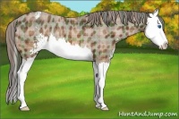 Horse Color:Plaid Bay Sabino Splash Appaloosa Rabicano