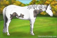Horse Color:Plaid Black Sabino Splash Tobiano