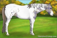 Horse Color:Plaid Grullo Sabino Tobiano Appaloosa