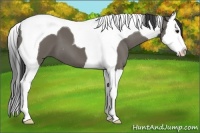 Horse Color:Smoky Grullo Splash Tobiano 