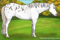 Horse Color:White Spotted Smoky Grullo Splash Appaloosa