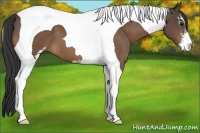 Horse Color:Buckskin Sabino Tobiano