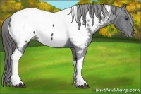 Horse Color:Black Tobiano Appaloosa Rabicano 