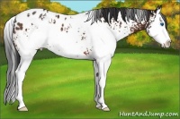 Horse Color:White Spotted Bay Sabino Splash Appaloosa 