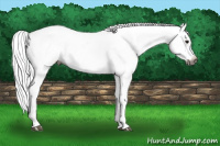 Horse Color:Gray Bay Snowflake Varnish 