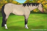 Horse Color:Bay Roan Dun