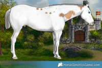Horse Color:Bay Dun Splash Tobiano Rabicano