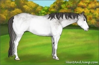 Horse Color:White Spotted Smoky Grullo Roan  Brindle