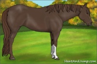 Horse Color:Liver Chestnut 