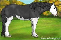 Horse Color:Smoky Black Splash 
