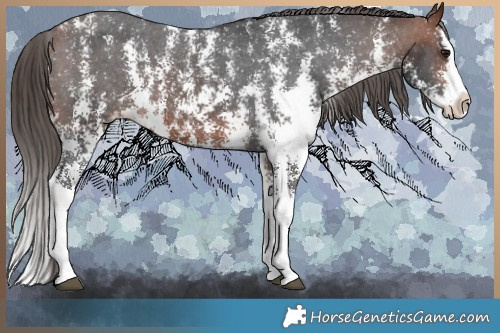 Horse Color:Bay Sabino Splash Appaloosa  Brindle