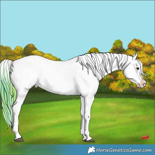 Horse Color:Watercolor Liver Chestnut Sabino Splash Appaloosa  and Watercolor Liver Chestnut Sabino Splash Appaloosa 