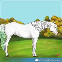 Horse Color:Watercolor Liver Chestnut Sabino Splash Appaloosa and Watercolor Liver Chestnut Sabino Splash Appaloosa