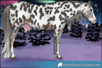 Horse Color:Liver Chestnut Sabino Splash Appaloosa  Brindle