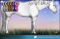 Horse Color:White Spotted Liver Red Dun Frame and White Spotted Liver Red Dun Frame
