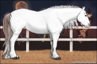 Horse Color:Bay Sabino Splash Appaloosa  and Bay Sabino Splash Appaloosa 