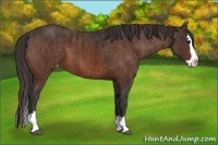 Horse Color:Bay Sabino Splash Appaloosa  Brindle