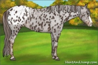 Horse Color:Liver Chestnut Sabino Splash Appaloosa  and Liver Chestnut Sabino Splash Appaloosa 