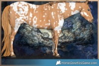 Horse Color:Buckskin Ice Sabino Splash Appaloosa  Brindle