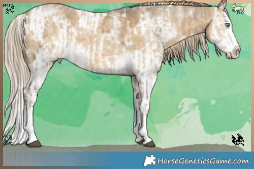 Horse Color:White Spotted Chocolate Palomino Ice Dun Mushroom Sabino Splash and White Spotted Chocolate Palomino Ice Dun Mushroom Sabino Splash