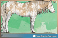 Horse Color:White Spotted Chocolate Palomino Ice Dun Mushroom Sabino Splash  and White Spotted Chocolate Palomino Ice Dun Mushroom Sabino Splash 