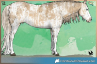 Horse Color:White Spotted Chocolate Palomino Ice Dun Mushroom Sabino Splash and White Spotted Chocolate Palomino Ice Dun Mushroom Sabino Splash