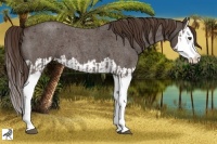 Horse Color:Liver Red Roan Sabino Splash  and Liver Red Roan Sabino Splash 