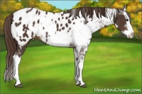 Horse Color:Liver Chestnut Sabino Splash Near Leopard  and Liver Chestnut Sabino Splash Near Leopard 