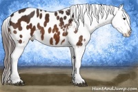 Horse Color:Bay Sabino Splash Blanket  Brindle