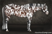 Horse Color:Brown Sabino Splash Near Leopard  and Brown Sabino Splash Near Leopard 