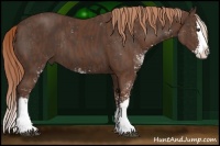 Horse Color:Liver Chestnut Sabino Splash Brindle