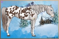 Horse Color:Liver Chestnut Sabino Splash Appaloosa  Brindle