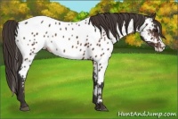 Horse Color:Bay Sabino Splash Appaloosa  Brindle