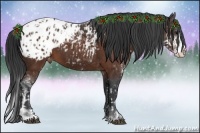 Horse Color:Brown Sabino Splash Appaloosa  and Brown Sabino Splash Appaloosa 