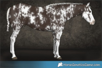 Horse Color:White Spotted Liver Chestnut Mushroom Splash  and White Spotted Liver Chestnut Mushroom Splash 