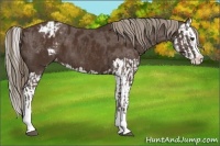 Horse Color:Liver Chestnut Sabino Splash Appaloosa and Liver Chestnut Sabino Splash Appaloosa