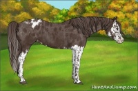 Horse Color:Liver Chestnut Sabino Splash Varnish and Liver Chestnut Sabino Splash Varnish