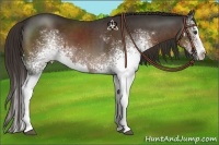 Horse Color:White Spotted Liver Chestnut Sabino Splash  and White Spotted Liver Chestnut Sabino Splash 