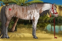 Horse Color:Liver Chestnut Sabino Splash Varnish  Brindle