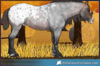 Horse Color:Bay Roan Sabino Splash Appaloosa  Brindle