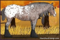 Horse Color:Bay Roan Sabino Splash Appaloosa  Brindle