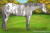 Horse Color:Liver Chestnut Sabino Splash Appaloosa  Brindle